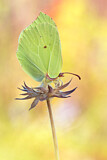 Image. Zitronenfalter