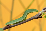 Image. Zitronenfalter
