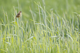 Image. Zitting Cisticola