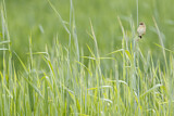 Image. Zitting Cisticola