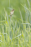 Image. Zitting Cisticola