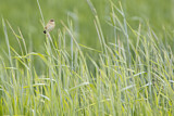 Image. Zitting Cisticola