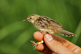 Image. Zitting Cisticola