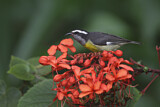Image. Zuckervogel