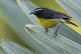 Image. Zuckervogel