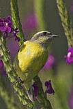 Image. Zuckervogel