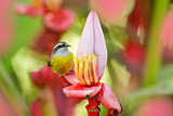 Image. Zuckervogel