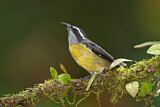 Image. Zuckervogel