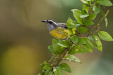Image. Zuckervogel