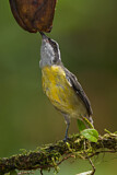 Image. Zuckervogel