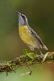 Image. Zuckervogel