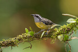 Image. Zuckervogel