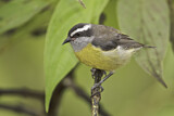 Image. Zuckervogel