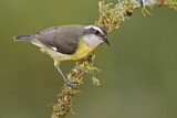 Image. Zuckervogel
