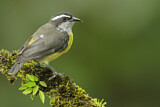 Image. Zuckervogel