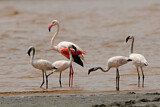 Image. Zwergflamingo & Rosaflamingo