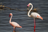 Image. Zwergflamingo & Rosaflamingo