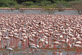 Image. Zwergflamingo