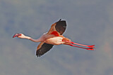Image. Zwergflamingo
