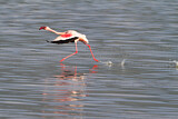 Image. Zwergflamingo