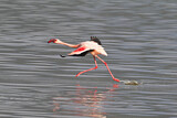 Image. Zwergflamingo