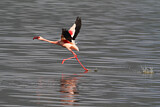 Image. Zwergflamingo