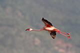 Image. Zwergflamingo