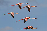 Image. Zwergflamingo