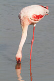 Image. Zwergflamingo
