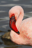 Image. Zwergflamingo