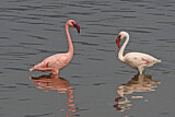 Image. Zwergflamingo