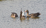 Image. Zwerggans