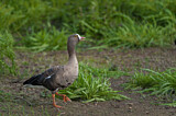 Image. Zwerggans
