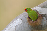 Image. Zwergmoschuslori