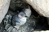 Image. Zwergpinguin