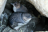 Image. Zwergpinguin