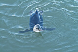 Image. Zwergpinguin