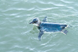 Image. Zwergpinguin