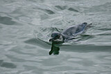 Image. Zwergpinguin