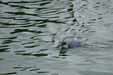 Image. Zwergpinguin