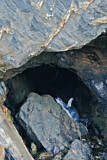 Image. Zwergpinguin