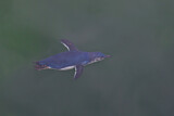 Image. Zwergpinguin