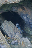 Image. Zwergpinguin