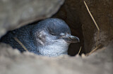 Image. Zwergpinguin
