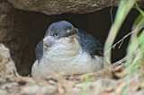 Image. Zwergpinguin
