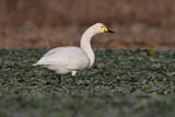 Image. Zwergschwan