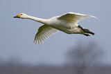 Image. Zwergschwan