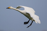 Image. Zwergschwan