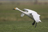 Image. Zwergschwan