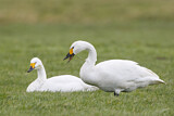 Image. Zwergschwan